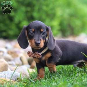 Bryce, Dachshund Puppy